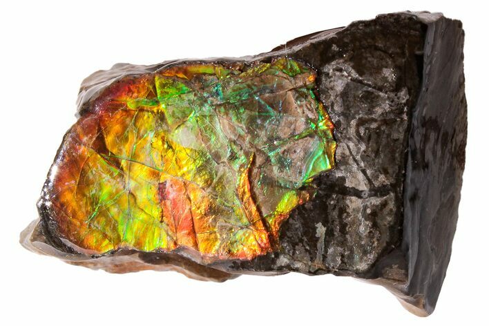 Iridescent Ammolite (Fossil Ammonite Shell) - Alberta, Canada #222740